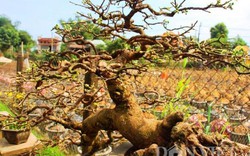 Mãn nhãn ngắm vẻ đẹp “hút mắt” của gốc mai bonsai Bình Định