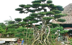 “Siêu thị” cây thế tiền tỷ ở Điền Xá