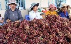 "Nữ hoàng" Ninh Thuận lắm thăng trầm