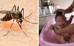 Virus Zika có thể kéo lùi nhân loại 2 triệu năm
