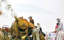 Hạt gạo Việt giữa vòng quay hội nhập