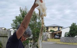 Phát hiện xương sinh vật lạ trôi dạt vào bãi biển New Zealand