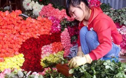 ‎Hoa hồng Đà Lạt cho Valentine tăng giá 5 lần vẫn không đủ hàng