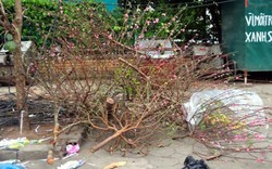 Sau Tết, rác đào, quất tràn ngập phố phường Hà Nội
