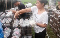 Gặp người cả gan dùng phế phẩm tái chế để trồng nấm
