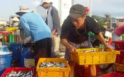 Ninh Thuận: Đầu năm ngư dân trúng đậm cá nục