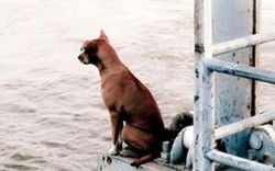 'Cô chó' chờ chủ gây sốt cộng đồng mạng Thái Lan