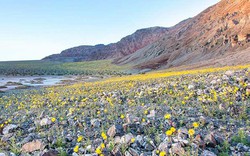 Mỹ: Thung lũng Chết bừng nở bạt ngàn hoa
