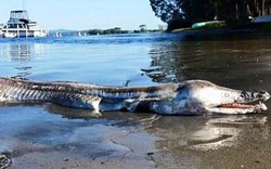 "Thuỷ quái" hình dáng kỳ dị dạt vào bờ hồ tại Úc