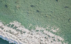 Chục nghìn cá mập vây đen “chặn cửa” bờ biển Florida