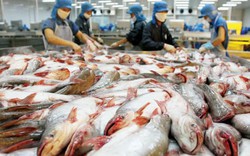 Đề nghị Mỹ đối xử phù hợp với cá tra, basa Việt Nam