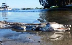 “Quái vật thời tiền sử” xuất hiện bên bờ hồ nước Úc
