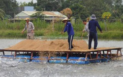 Mở lối cho người nuôi cá tra từ chuỗi liên kết dọc