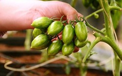 Giá cà chua Đà Lạt tăng kỷ lục 180.000 đồng/kg