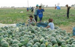 Ninh Thuận: Giá dưa hấu tăng trở lại, người trồng phấn khởi