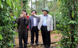 Quảng Trị: Trên 2.000ha cây hồ tiêu bị bệnh rụng lá