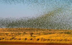 Úc: Chục ngàn con vẹt nhuộm xanh bầu trời