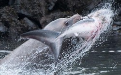 Sư tử biển gần 1 tấn hất cá mập lên trời rồi ăn thịt