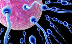 Những trường hợp nào nên bơm tinh trùng để thụ thai?