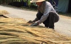 Quảng Ngãi: Dân chẳng buồn thu hoạch “lộc rừng” vì giá thấp