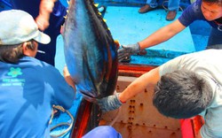 Giá cá ngừ đại dương chỉ còn 90.000 đồng/kg