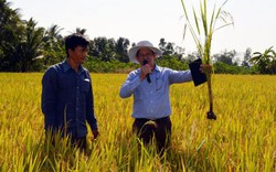 Trồng lúa thông minh ứng phó biến đổi khí hậu