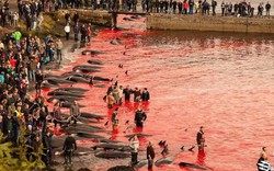 Văn hóa "đồ sát" cá voi ở Đan Mạch