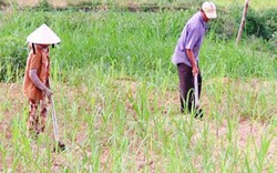 Nông dân Tây Thuận sản xuất nông nghiệp hàng hóa