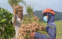 Lý Sơn mất mùa “vàng trắng”