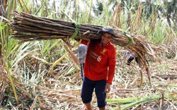 Vùng nguyên liệu mía hết lo chạy lũ