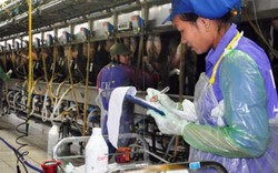 Ngành chăn nuôi bò sữa trong nước: Chết vì... khái niệm sữa