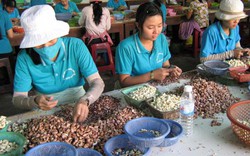 Việt Nam - Bờ Biển Ngà: Hợp tác bằng “tình yêu” với cây điều