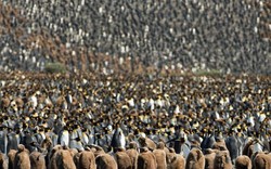 150.000 chim cánh cụt bố mẹ tụ hợp ủ ấm cho con