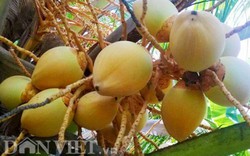 Mướt mắt "nhan sắc" trái dừa Phú Quý nhìn là mê