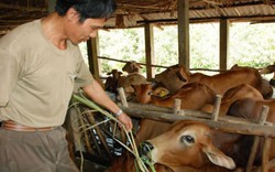 Tuyên Quang: Ưu tiên phát triển kinh tế trang trại