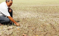 Xâm nhập mặn nghiêm trọng, nông dân không nên chỉ trồng lúa