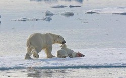 Kinh hãi cảnh gấu Bắc cực ăn thịt con