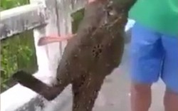 Video: Cá có chân kỳ dị gây xôn xao ở Thái Lan