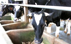 Không ép người nuôi mua thức ăn cho bò sữa