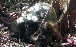 Đồng Nai: Bò tót 2 tuổi bị bắn chết trong khu bảo tồn