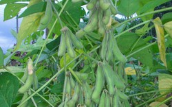 Hiệu quả như trồng đậu tương HL07-15 trên chân ruộng lúa