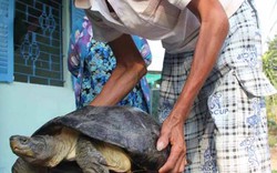 Gia chủ ôm rùa “khủng” ngủ chung do sợ mất trộm