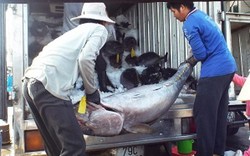 Khánh Hoà: Ngư dân lao đao vì tư thương ép giá cá ngừ