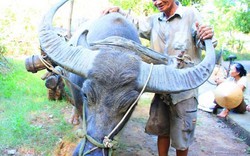 Dùng “chiêu” huấn luyện trâu, thu nửa triệu mỗi ngày