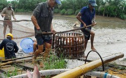 Giá cá tra giảm, giá tôm tăng nhẹ