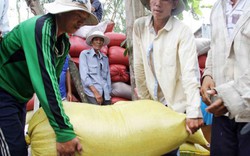 Thương lái tranh mua lúa tại ruộng, nông dân lời khá