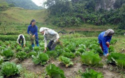 Chủ tịch Liên minh các HTX Việt Nam: “Không liên kết là chết”