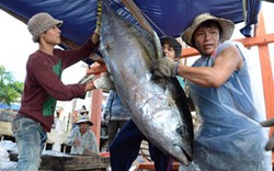 Đánh bắt được gần 3.000  tấn cá ngừ trong 2 tháng