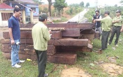 Vụ phá rừng lớn ở Quảng Nam-Đà Nẵng: Đề nghị truy tố 19 bị can