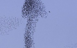 Mỹ: Bầy chim tạo hình "bậy" trên bầu trời